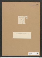 Fragilaria sp. (de-Toni-Nr.: Genus 73) Zeichnungen Sammlung Grunow Nr. 5724 (NHMW-BOT-W0374129)